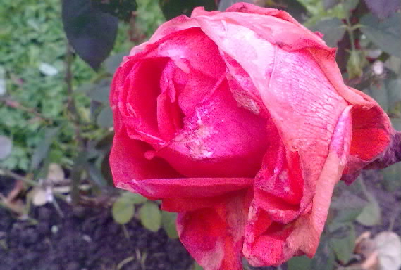 20101028170.jpg
