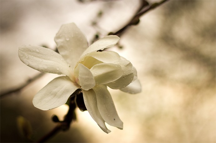 magnolia-1