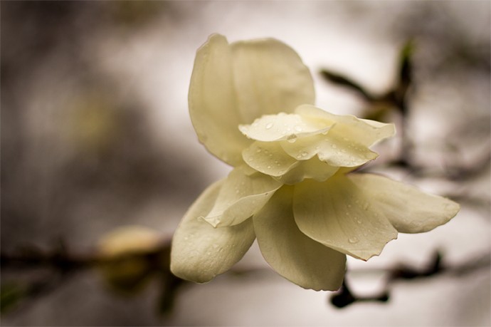 magnolia-4