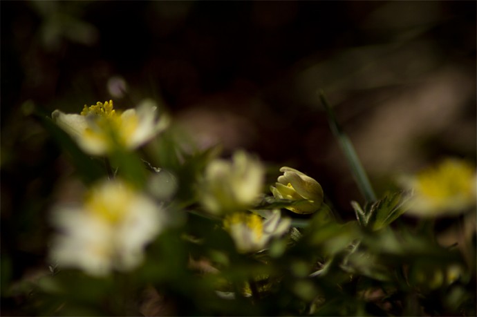 springflower-2013-5