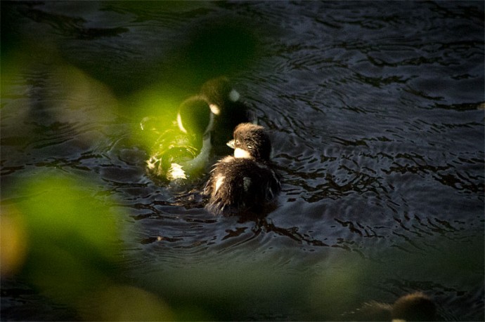 ducklings-1