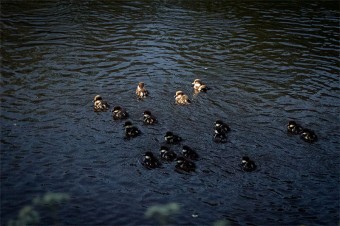 ducklings-2