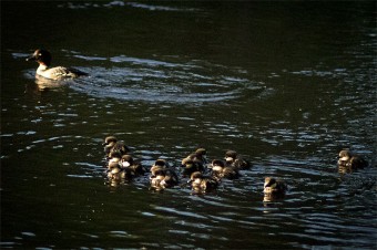 ducklings-3