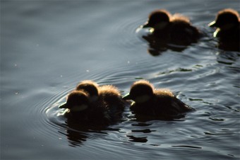 ducklings-4