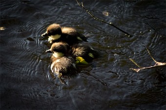 ducklings-5