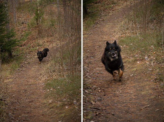 eurasier-11