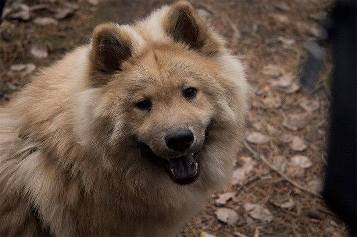 eurasier-12