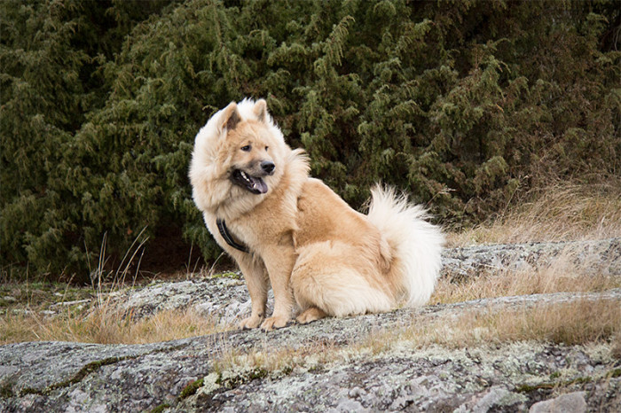 eurasier-13