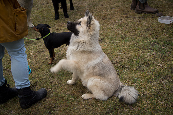 eurasier-14