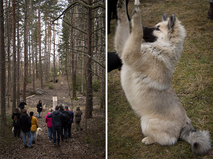 eurasier-15