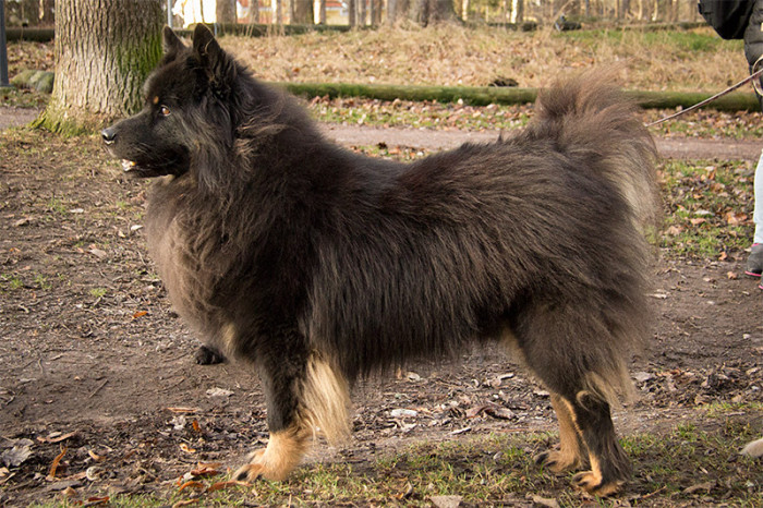 eurasier-2