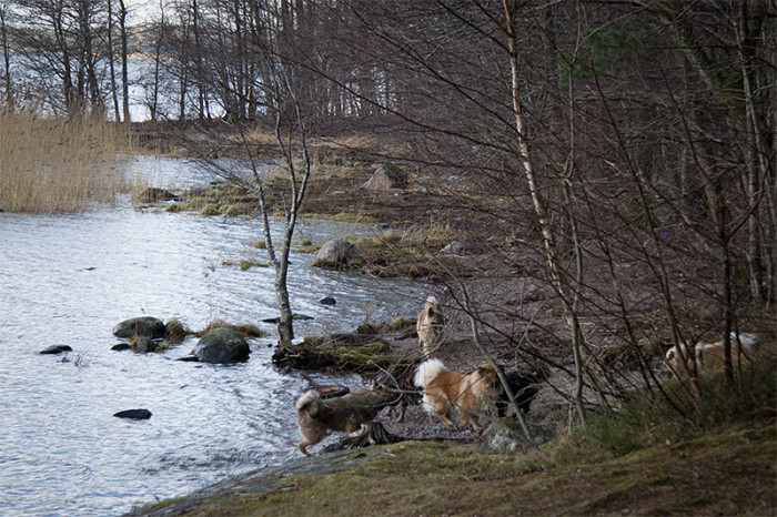 eurasier-5