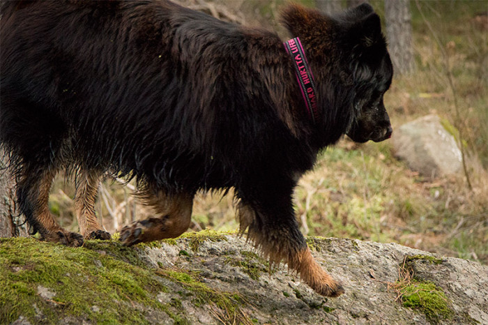 eurasier-6