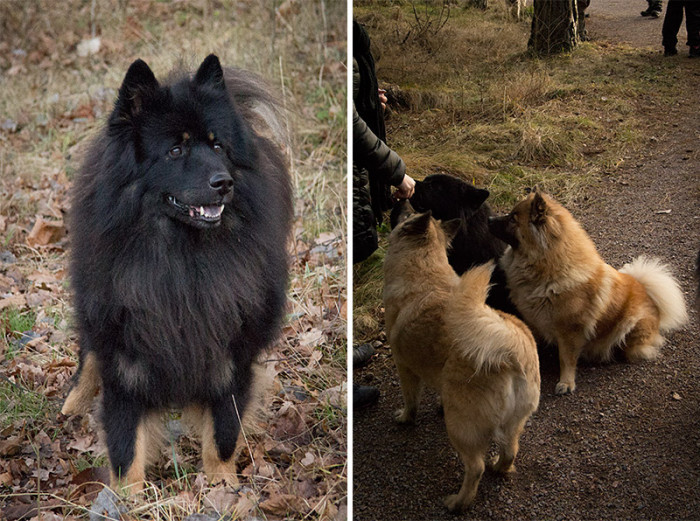 eurasier-8