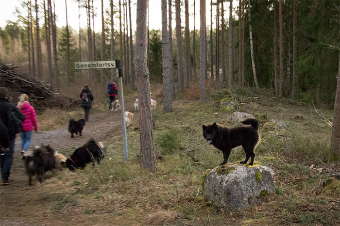 eurasier-9