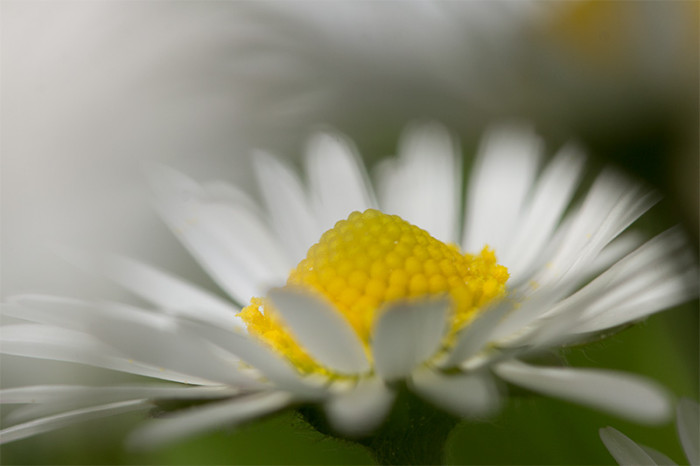 daisy-2