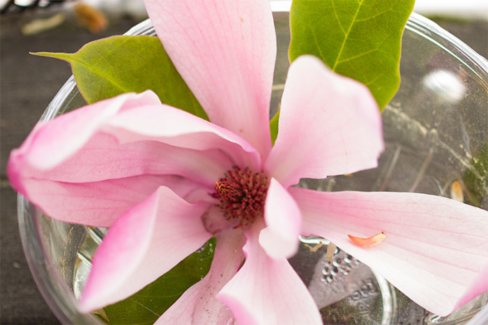 magnolia-1-makro