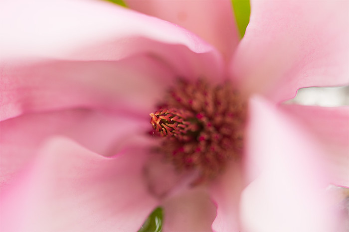 magnolia-2-makro