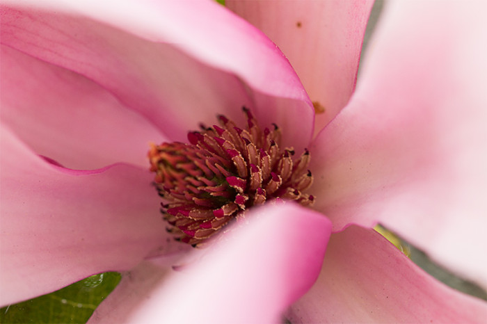 magnolia-3-makro