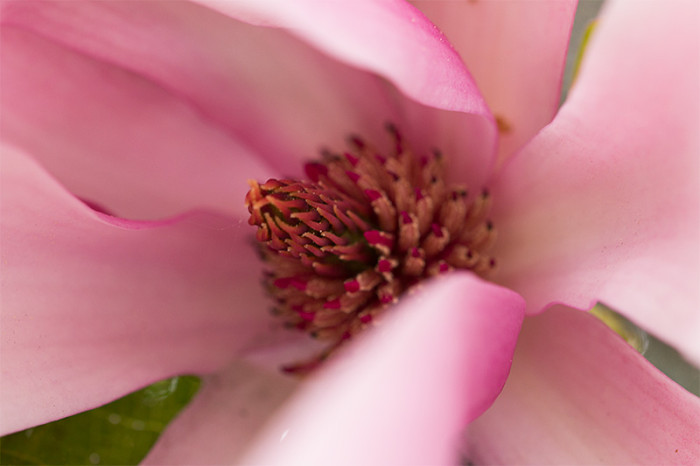 magnolia-4-makro